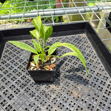 Load image into Gallery viewer, Anthurium Vittarifolium Variegated exact plant, Fedex 2day*