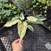 Load image into Gallery viewer, Philodendron Ilsemanii, Exact Plant Variegated Ships Nationwide