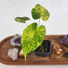 Load image into Gallery viewer, Alocasia Gageana Aurea, Exact Plant Variegated