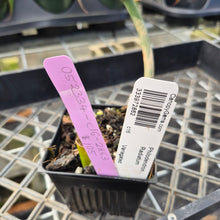 Load image into Gallery viewer, Philodendron Radiatum, Exact Plant Variegated Ships Nationwide