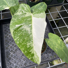 Load image into Gallery viewer, Philodendron Jose Buono Variegated exact plant, Fedex 2day