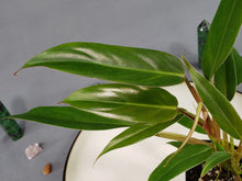 Load image into Gallery viewer, Philodendron Mexicanum 2.5" Pot, Fedex 2 day*