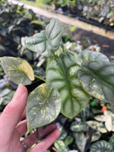 Load image into Gallery viewer, Alocasia Silver Dragon Aurea variegated 2.5" pot, Fedex 2day*