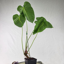 Load image into Gallery viewer, Anthurium Propinquum, Exact Plant Ships Nationwide