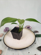 Load image into Gallery viewer, Microstictum, Philodendron