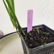 Load image into Gallery viewer, Monstera Subpinnata, Exact Plant