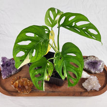 Load image into Gallery viewer, Monstera Adansonii Aurea, Exact Plant Variegated