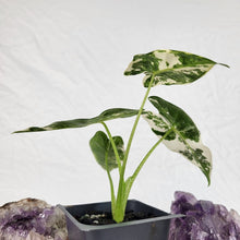 Load image into Gallery viewer, Alocasia Frydek Variegated 2.5" Pot, Fedex 2 day*