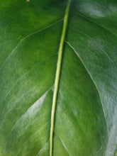 Load image into Gallery viewer, Anthurium Brownii 6" pot, Fedex 2day