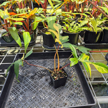 Load image into Gallery viewer, Philodendron Florida Beauty, Exact Plant Variegated Ships Nationwide