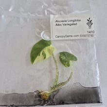 Load image into Gallery viewer, Alocasia Longiloba Albo Variegated tissue culture Fedex 2day