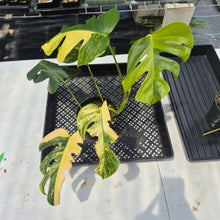 Load image into Gallery viewer, Monstera Borsigiana Aurea, Exact Plant Variegated Ships Nationwide