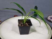 Load image into Gallery viewer, Philodendron 69686 Bette Waterbury 2.5" pot, Fedex 2day*