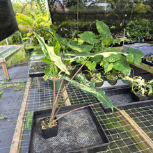 Load image into Gallery viewer, Alocasia Sarian albo variegated exact plant, Fedex 2day*
