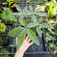 Load image into Gallery viewer, Pachira Aquatica Money Tree, Exact Plant Variegated 6'' pot