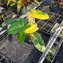 Load image into Gallery viewer, Philodendron Burle Marx, Exact Plant Variegated Ships Nationwide