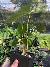 Load image into Gallery viewer, Anthurium Papillilaminum Fort Sherman X Ralph Lynam 4" pot, Fedex 2day*