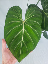 Load image into Gallery viewer, Philodendron Gloriosum, Dark Form 6" pot, Fedex 2 day*