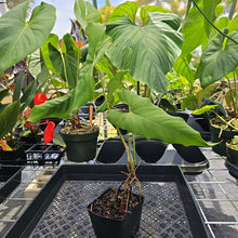 Load image into Gallery viewer, Anthurium Balaoanum "Dussii" 4" pot, Fedex 2day*