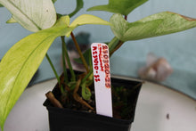 Load image into Gallery viewer, Philodendron Florida Ghost Exact Plant Ships nationwide