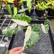 Load image into Gallery viewer, Alocasia Odora, Okinawa Silver, Exact Plant Variegated Ships Nationwide