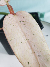 Load image into Gallery viewer, Whipple Way, Exact Plant, variegated Philodendron