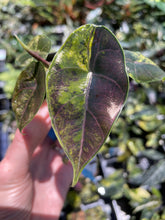 Load image into Gallery viewer, Alocasia Azlanii Aurea variegated , Exact Plant Ships Nationwide