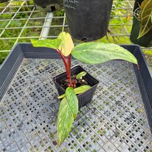 Load image into Gallery viewer, Philodendron Strawberry Shake, Exact Plant Variegated Ships Nationwide