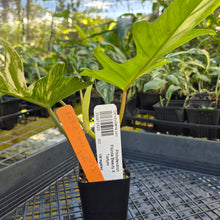 Load image into Gallery viewer, Philodendron Florida Beauty X Tortum, Exact Plant Variegated Ships Nationwide