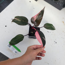 Load image into Gallery viewer, Philodendron Pink Princess, Exact Plant Variegated Ships Nationwide
