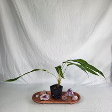 Load image into Gallery viewer, Anthurium Spectabile, Exact Plant