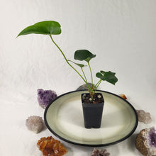 Load image into Gallery viewer, Anthurium Brownii 2.5" pot, Fedex 2day*