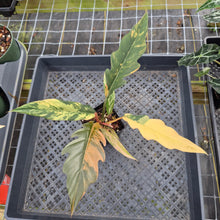Load image into Gallery viewer, Philodendron Caramel Marble variegated exact plant, Fedex 2day*