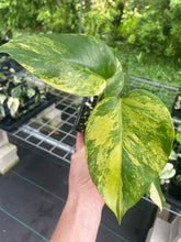 Load image into Gallery viewer, Monstera Borsigiana Aurea Variegated 4" pot, Fedex 2day*