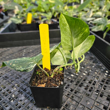 Load image into Gallery viewer, Scindapsus Jade Satin Marble Queen, Exact Plant Variegated Ships Nationwide