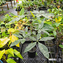 Load image into Gallery viewer, Pachira Aquatica Money Tree, Exact Plant Variegated 1 gallon pot