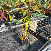 Load image into Gallery viewer, Philodendron Burle Marx, Exact Plant Variegated Ships Nationwide