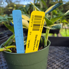 Load image into Gallery viewer, Monstera Standleyana Aurea, Exact Plant Variegated Ships Nationwide