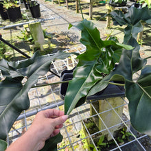 Load image into Gallery viewer, Philodendron Thaumatophyllum Goeldii X Selloum "African Fantasy, Exact Plant