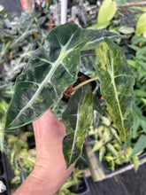 Load image into Gallery viewer, Alocasia Polly Aurea variegated 2.5" pot, Fedex 2day*