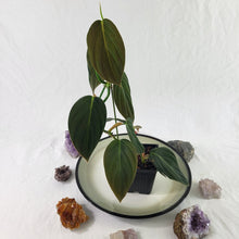 Load image into Gallery viewer, Philodendron Gigas 4" pot, Fedex 2 day*