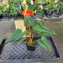 Load image into Gallery viewer, Anthurium Tropic Sunrise Bicolor Obake, Exact Plant Variegated Ships Nationwide