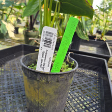 Load image into Gallery viewer, Anthurium Andreaenum Starlight Splash, Exact Plant, speckled
