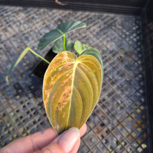 Load image into Gallery viewer, Philodendron Melanochrysum, Exact Plant Variegated Ships Nationwide