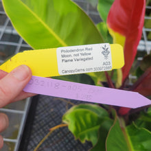 Load image into Gallery viewer, Philodendron Red Moon. not Yellow Flame, Exact Plant Variegated