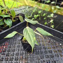 Load image into Gallery viewer, Philodendron Gloriosum Snow Leopard, variegated, Exact Plant Ships Nationwide