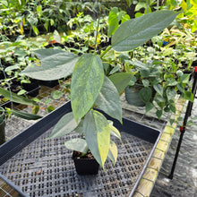 Load image into Gallery viewer, Philodendron Hastatum Silver Sword, Exact Plant Variegated Ships Nationwide