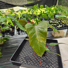 Load image into Gallery viewer, Philodendron Strawberry Shake Variegated exact plant, Fedex 2day*