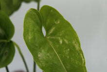Load image into Gallery viewer, Anthurium Watermaliense, exact plant, ships nationwide