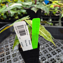 Load image into Gallery viewer, alocasia polly aurea variegated, Exact Plant Ships Nationwide.
